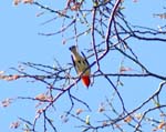 BlackburnianWarbler2b