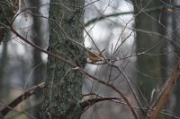 IMG_6785